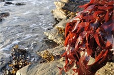 Fresh Irish Shore Red Dulse