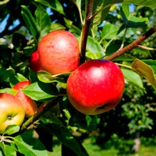 Discovery Apple Tree 4-5ft, Ready to Fruit, Crisp,Juicy, Strawberry Taste