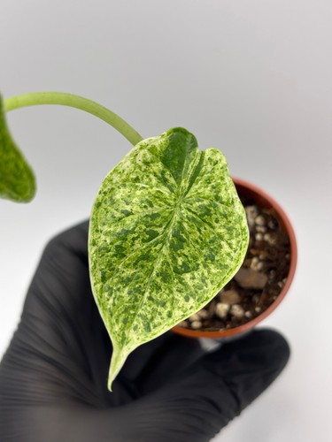 Alocasia dragon scale mint - alocasia,