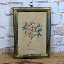 Antique 19c Colour Botanical Plant Flower Flora Art Print Gilt Framed & Glazed