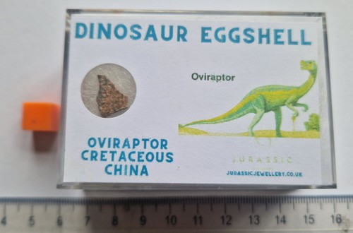 Real dinosaur eggshell fossil - dinosaur,