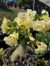 2 Seeds Yellow Adenium Desert