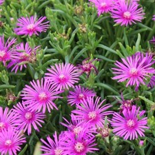 Delosperma 'Sutherlandii' -