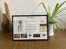 Dinosaur bone rex - dinosaur, t-rex