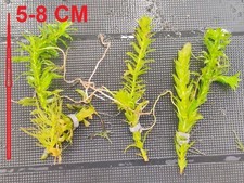 Well Rooted Elodea Densa