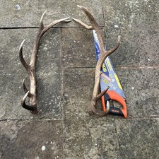 Red Stag Antlers Shed