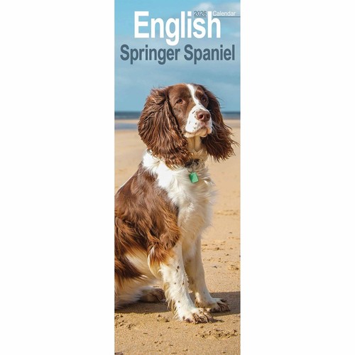 English springer spaniel - english, slim