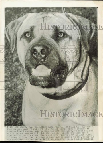 Press photo english bull - photo,