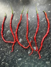 Spaghetti Chilli Seeds -red 