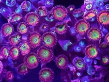 Coral Beauties Aquatics Insane