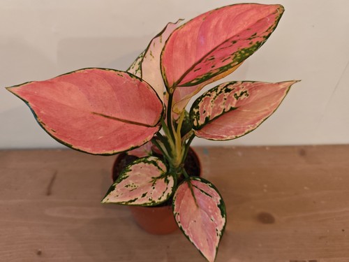 Baby chinese evergreen - chinese, plant