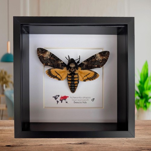 Framed death head - framed, hawkmoth