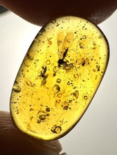 Burmese Amber Burmite Many