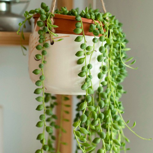 Senecio herreianus - x,