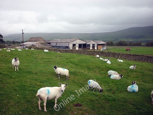 Photo 6x4 sheep scar top - sheep,
