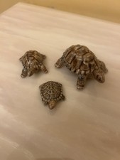 Set Of 3 Wade Tortoises