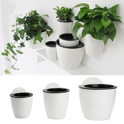 Self watering plant - self,