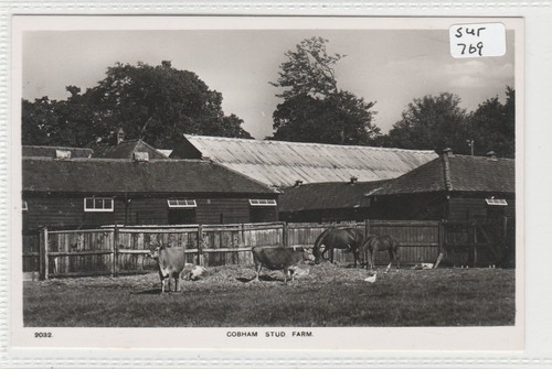 Cobham surrey a stud farm - ,