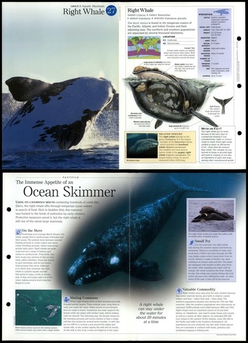 Right whale aquatic - whale,