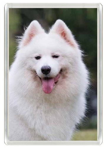 Samoyed dog fridge magnet - samoyed,