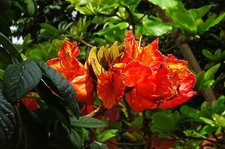 Red African Tulip Tree 5