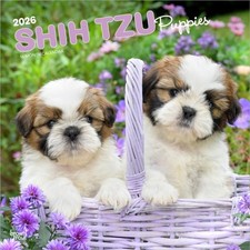 Shih Tzu Puppies 2026 Square