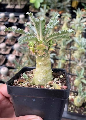 Raresucculent plant dorstenia - raresucculent,