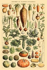 VEGETABLES BOTANICAL VINTAGE
