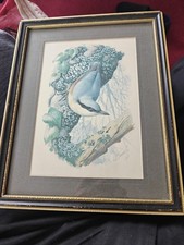 Nuthatch Print by Charles F