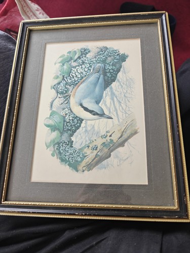 Nuthatch print charles f - nuthatch,