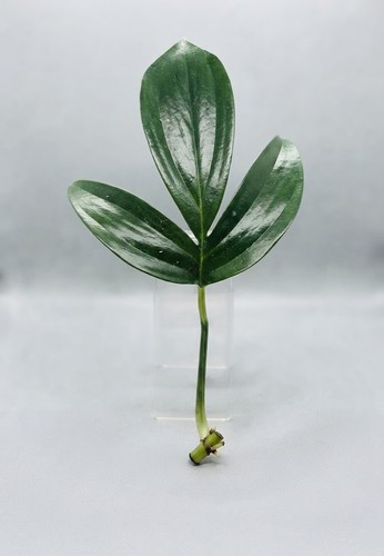Dragon tail - (unrooted, cutting)