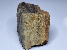 Stegosaurus Fossil. Rare