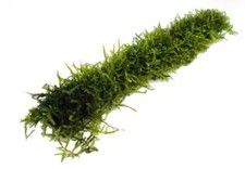 Java Moss on a Bamboo Stick +