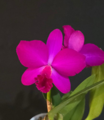 Mini cattleya hybrid deep - mini,