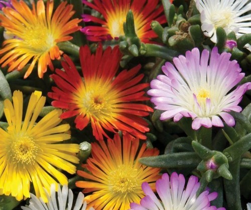 Pack delosperma jewel - pack,