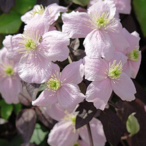 Clematis montana mayleen - 'mayleen',