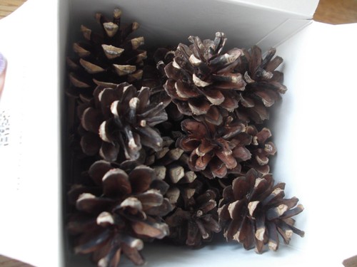 Fir pine cones box - box, of