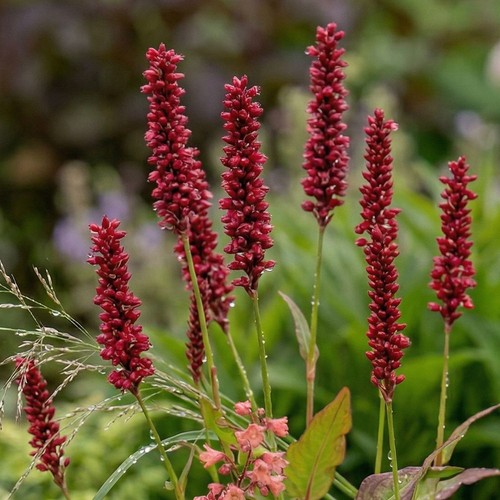 Persicaria golden arrow - persicaria,