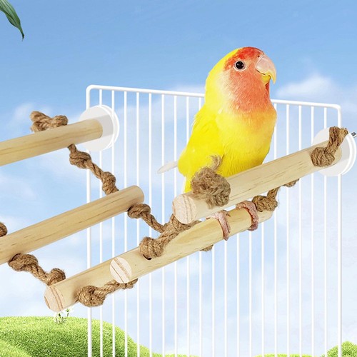 Parrot hamster climbing - parrot,