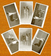 COLLIE SMOOTH SET OF SIX NAMED