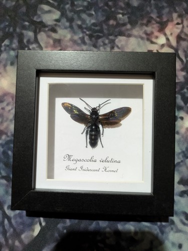Giant iridescent hornet female - giant,