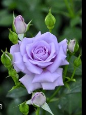 Rose Blue Moon