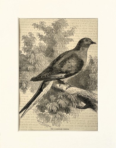 Passenger pigeon bird print - passenger,