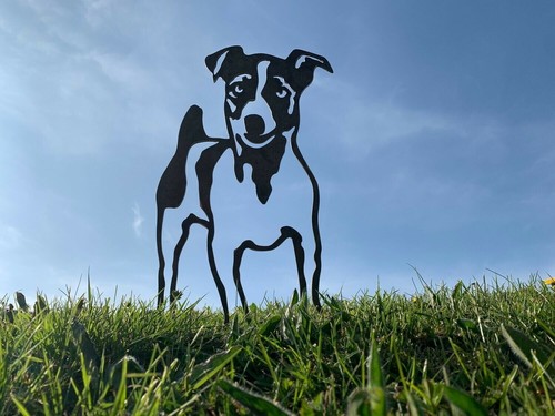 Jack russell terrier - russell, jrt