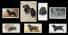 FIELD SPANIEL BLACK DOG