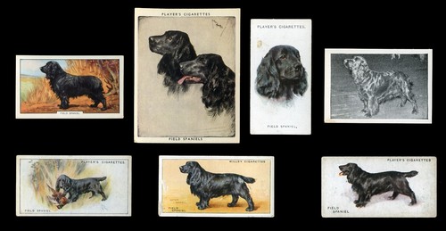 Field spaniel black dog - field,
