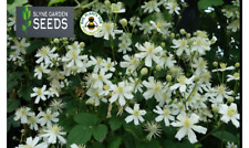 CLEMATIS VITALBA WHITE WILD FLOWER SEEDS  PERENNIAL CLIMBER - Travellers Joy