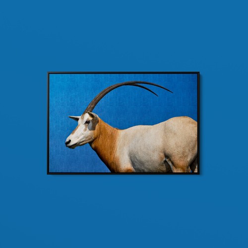 Dolores reed scimitar - -, scimitar-horned
