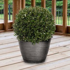 Topiary Balls, Ilex Crenata Shrubs, Evergreen, 2 x 7 Litre Pots, 30cm Diameter