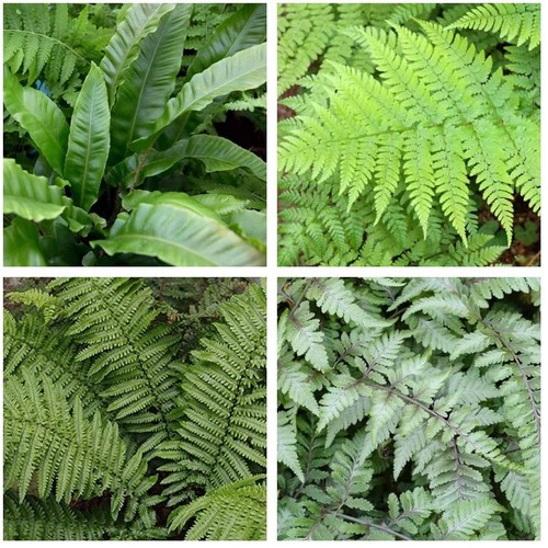 Mixed hardy fern plants - 5,